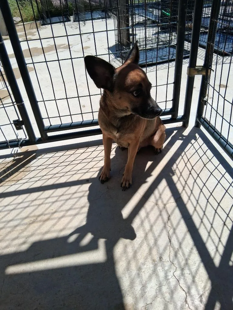 An adult small-sized male Mixed Breed dog named Scooter for adoption in Brownwood, TX