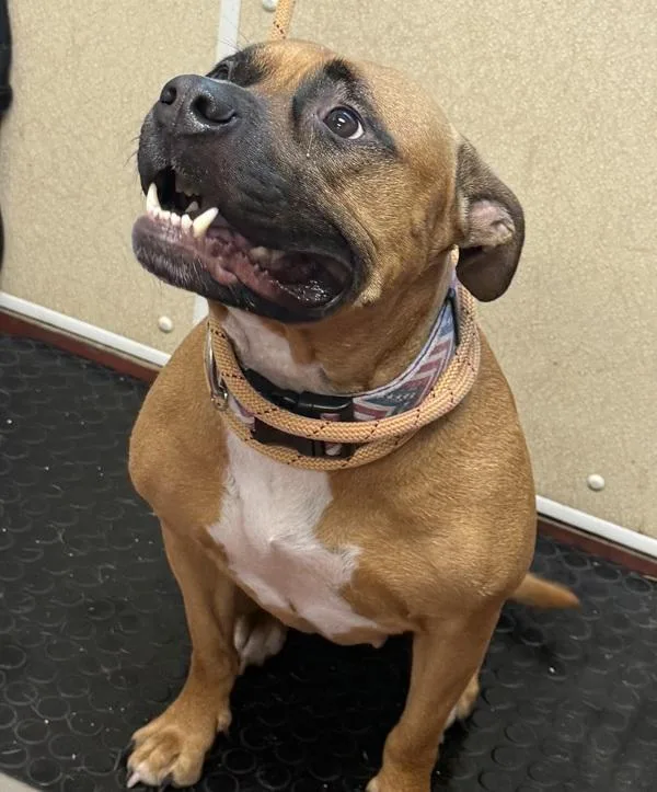 An adult small-sized female Boxer dog named Pretzel for adoption in Salisbury, MD