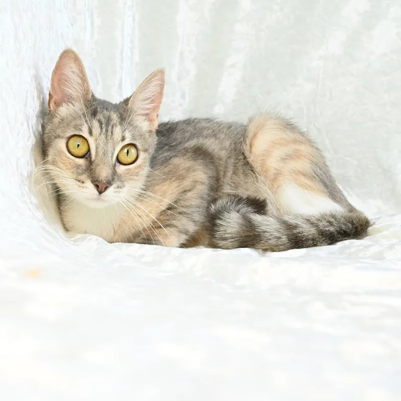 A young medium-sized female Calico Domestic Short Hair cat named Pearl for adoption in Mobile, AL