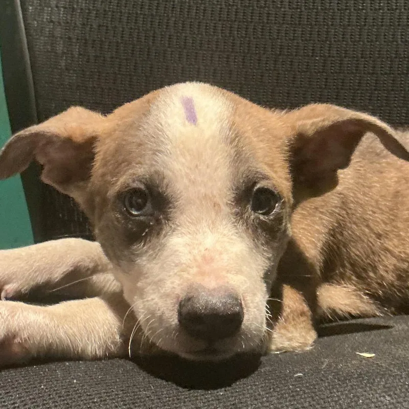A baby medium-sized male Brindle Mixed Breed dog named Grinnell for adoption in Durant, OK