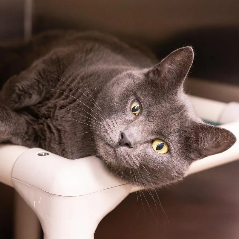 An adult large-sized male Domestic Short Hair cat named Dhpp for adoption in Mentor, OH