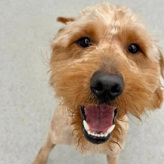 A young small-sized male Red / Chestnut / Orange Poodle dog named Jasper for adoption in Matteson, IL