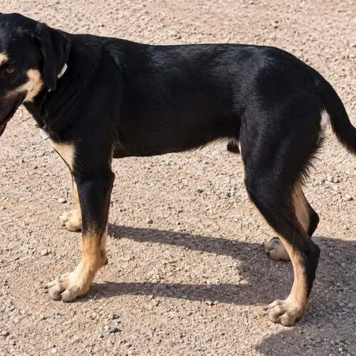 A baby large-sized male Rottweiler dog named Bert for adoption in Glendale, AZ