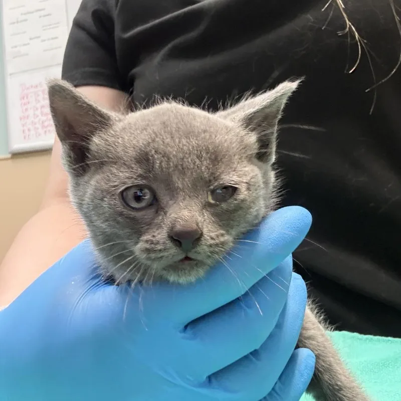 A baby small-sized female Domestic Short Hair cat named Apple for adoption in Tacoma, WA