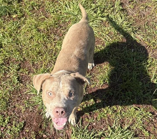 A young large-sized male Pit Bull Terrier dog named Rocket for adoption in Panama City, FL