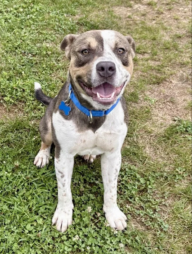 A young medium-sized male American Staffordshire Terrier dog named Jagger for adoption in Spring Lake, NJ