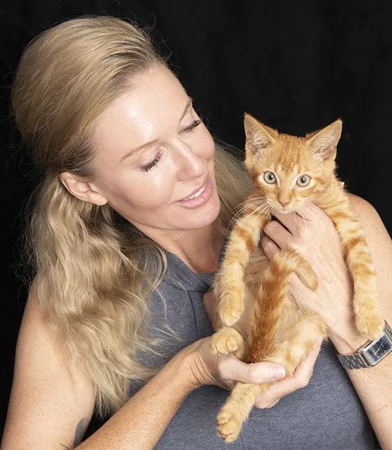 A baby medium-sized male Tabby (Orange / Red) Domestic Short Hair cat named Caleb for adoption in Chicago, IL