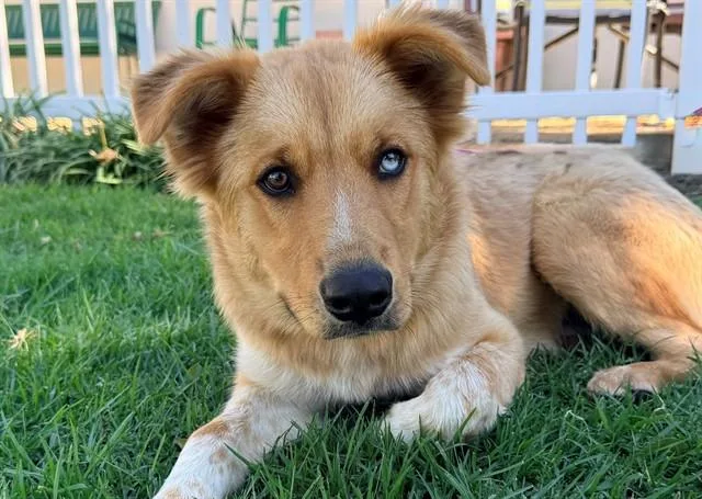 A baby large-sized male Siberian Husky dog named Chavo for adoption in San Clemente, CA