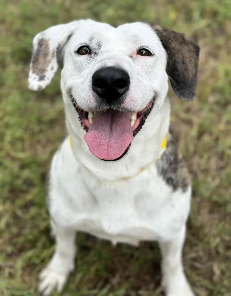 A young medium-sized female English Setter dog named Jasmine for adoption in Houston, TX