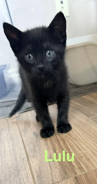 A baby medium-sized female Black American Shorthair cat named Lulu for adoption in Richardson, TX