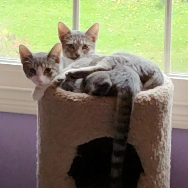 A baby small-sized male Gray / Blue / Silver Domestic Short Hair cat named Lakota for adoption in La Grange, KY