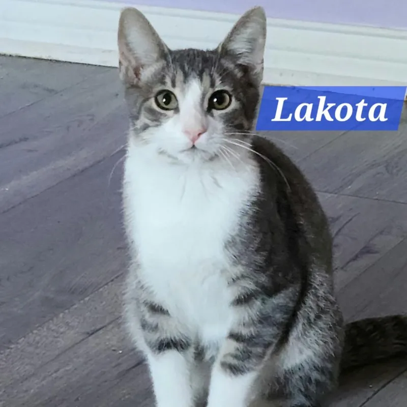 Lakota thumbnail 2