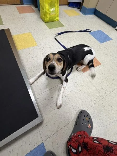An adult medium-sized female Beagle dog named Maple for adoption in Sioux City, IA