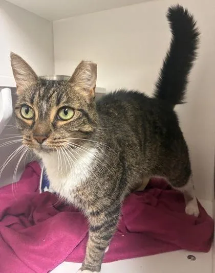 An adult medium-sized female Domestic Short Hair cat named Tina for adoption in West Chester, PA