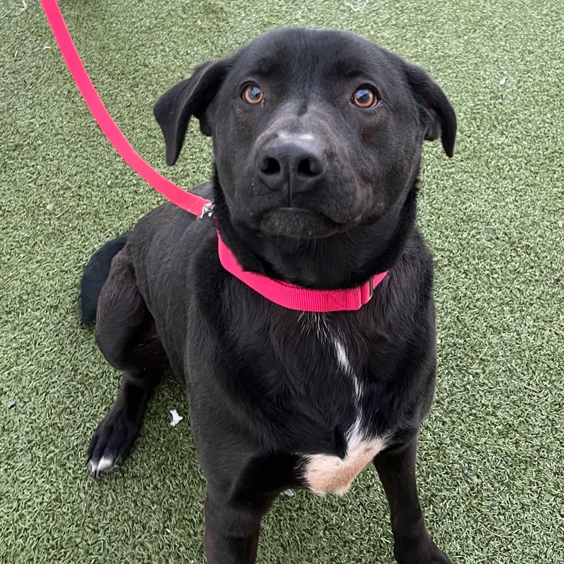 An adult large-sized male Labrador Retriever dog named Drake for adoption in New Bedford, MA