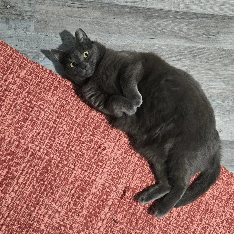 An adult large-sized male Gray / Blue / Silver Domestic Short Hair cat named Smokey Stoppelmoor for adoption in Eagle Mountain, UT