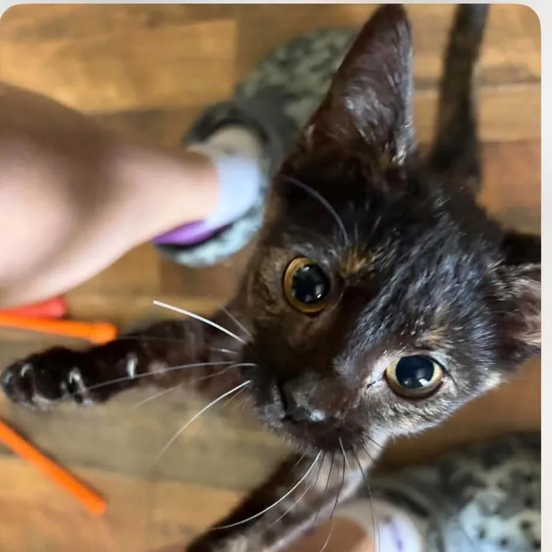 A baby small-sized female Black Domestic Short Hair cat named Poppy for adoption in Winchester, VA