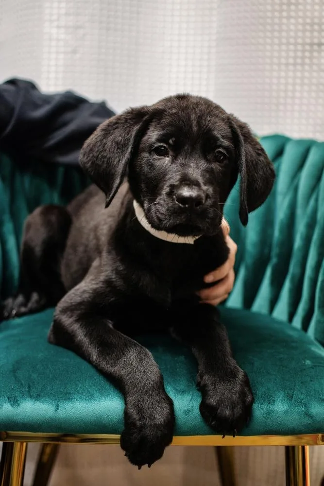 A baby large-sized female Black Rottweiler dog named Malibu for adoption in Frankfort, NY