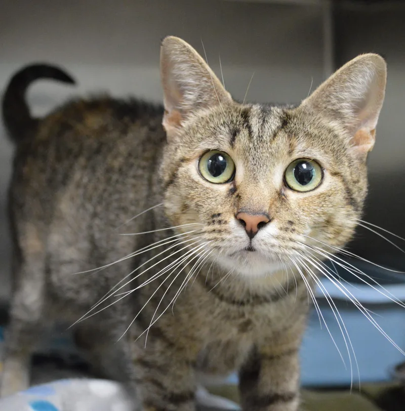 An adult medium-sized female Torbie Domestic Short Hair cat named Maui for adoption in House Springs, MO