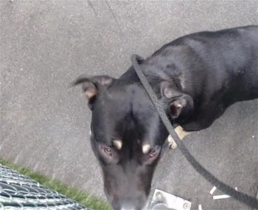 A young medium-sized male Pit Bull Terrier dog named Favor for adoption in Downey, CA