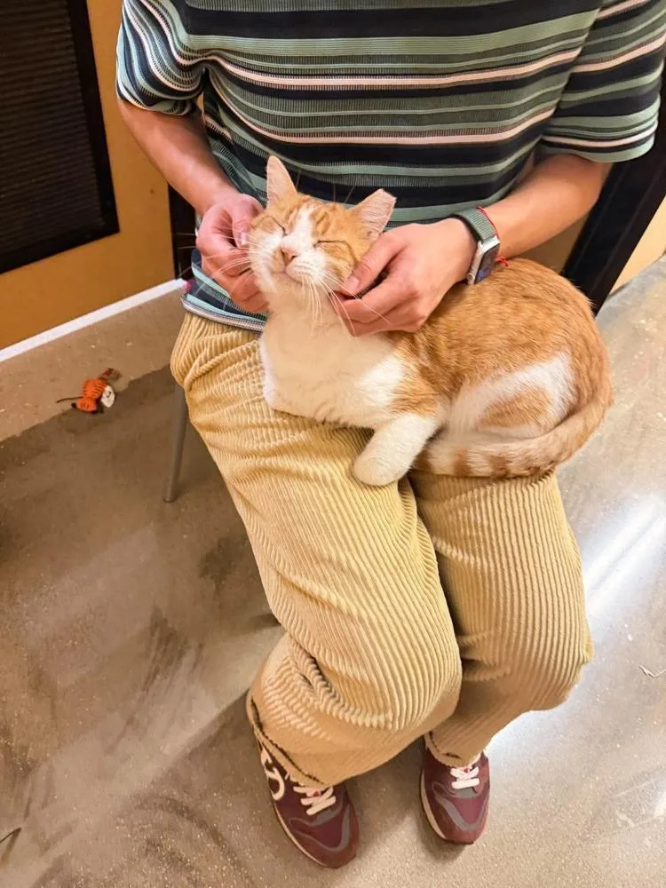 An adult large-sized male Domestic Short Hair cat named Señor Chester for adoption in Chicago, IL