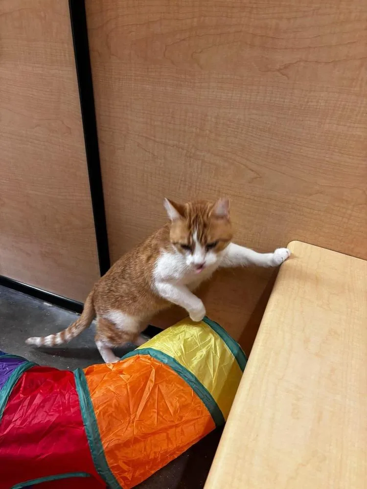 Señor Chester thumbnail 2