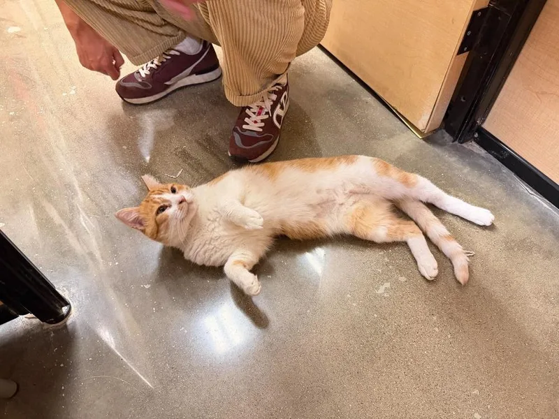 Señor Chester thumbnail 5