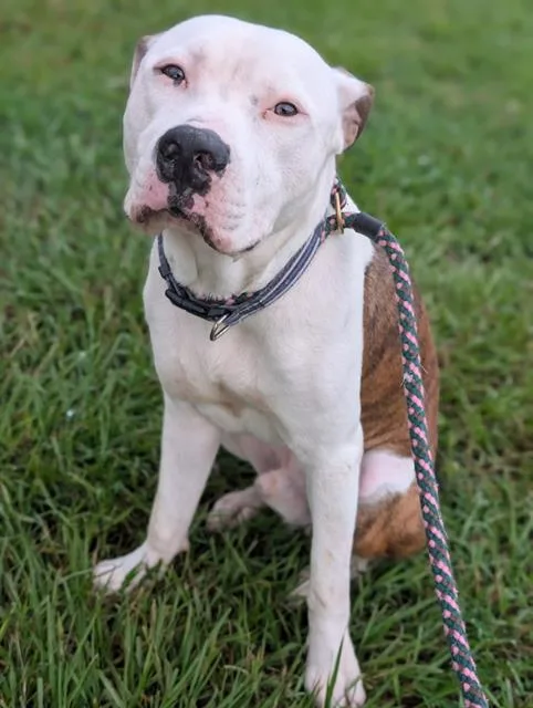A young medium-sized male Mixed Breed dog named Mr. Nickels for adoption in Jacksonville, FL