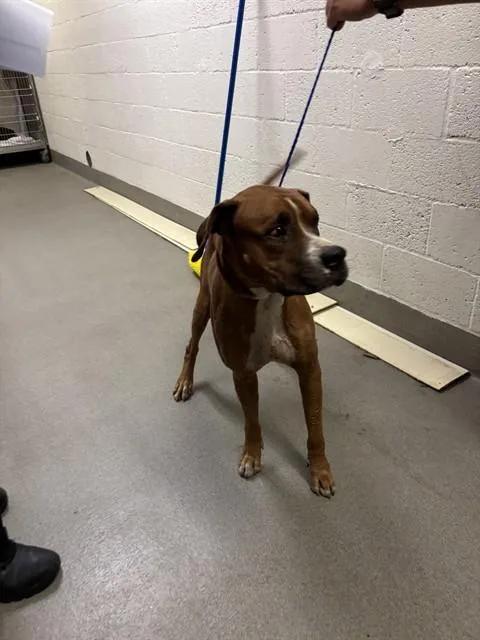 An adult large-sized male Terrier dog named Flex for adoption in Miami, FL