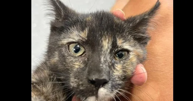 A baby small-sized female Domestic Short Hair cat named Twinkle for adoption in Anoka, MN