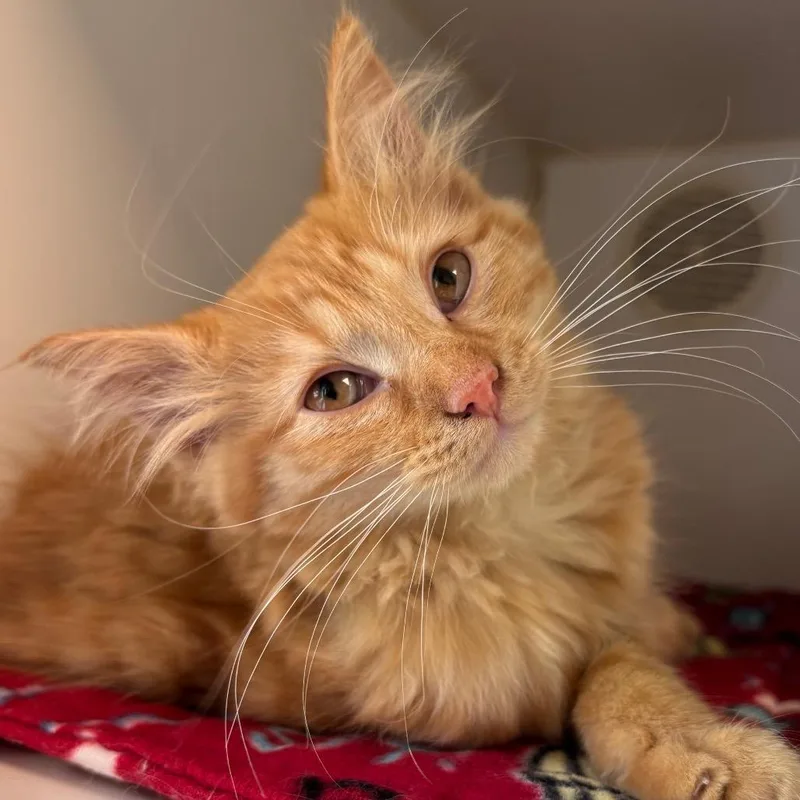 A baby small-sized female Domestic Long Hair cat named Nutmeg for adoption in Naperville, IL