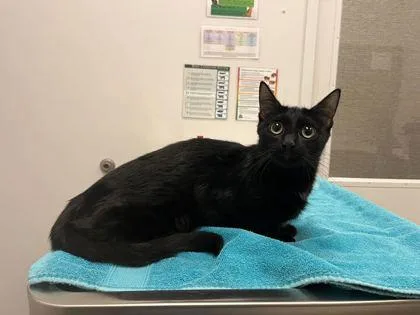 An adult medium-sized female Black Domestic Short Hair cat named Artemisia for adoption in Kansas City, MO