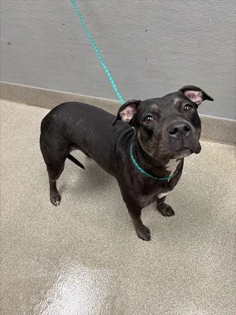 A young medium-sized female Pit Bull Terrier dog named Bella for adoption in Las Vegas, NV