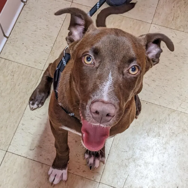 A young medium-sized male Brown / Chocolate Chocolate Labrador Retriever dog named Bronco K for adoption in Union, MO