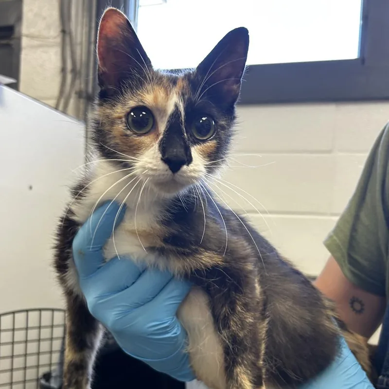 An adult medium-sized female Black Domestic Short Hair cat named Lucinda for adoption in Spruce Pine, NC