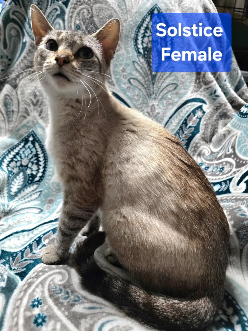 An adult medium-sized female Domestic Short Hair cat named Solstice for adoption in Calais, ME