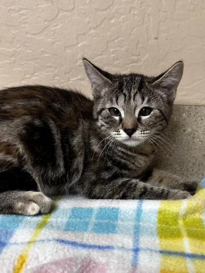 A young small-sized female Domestic Short Hair cat named Nipigon for adoption in Phoenix, AZ