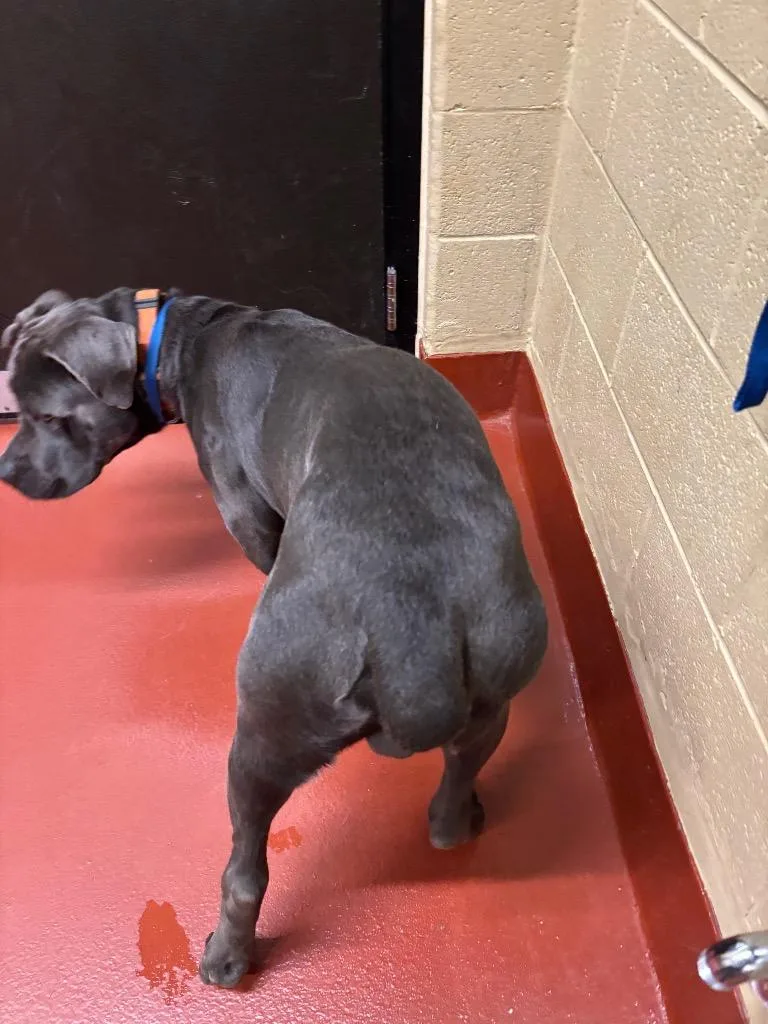 An adult large-sized male Cane Corso dog named Smokey for adoption in Douglasville, GA