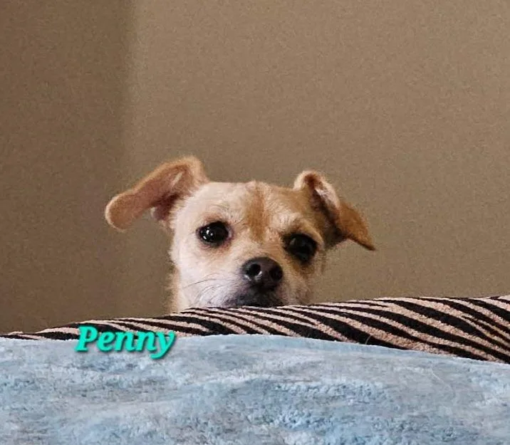 An adult small-sized female Apricot / Beige Chihuahua dog named Penny for adoption in Fort Payne, AL