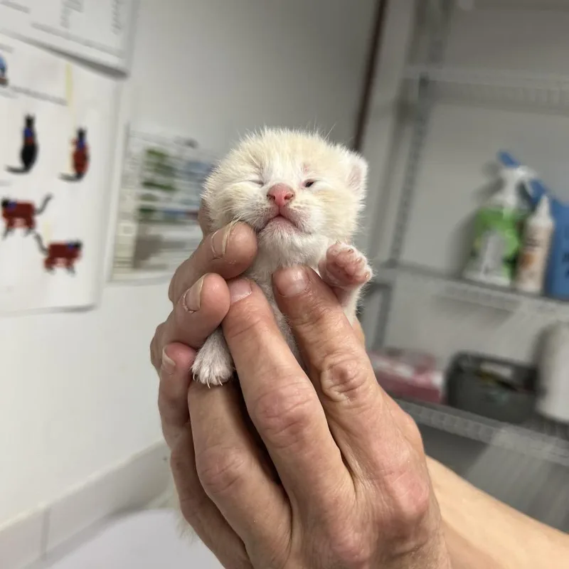 A baby small-sized female Cream / Ivory Domestic Short Hair cat named Zeelee for adoption in St. Louis, MO