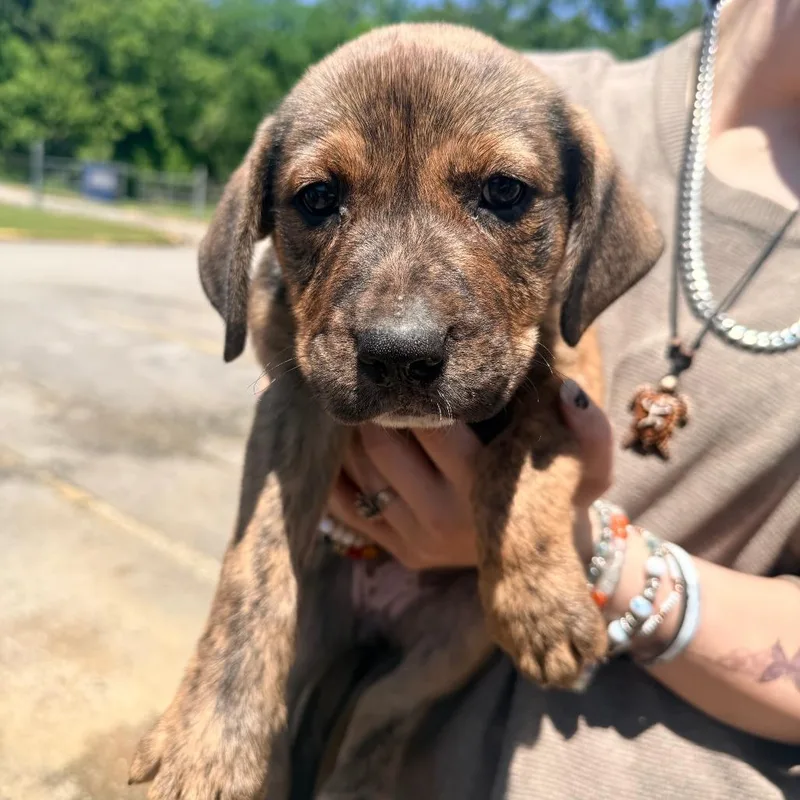 A baby small-sized female Brindle Mixed Breed dog named Cookie for adoption in Corinth, MS
