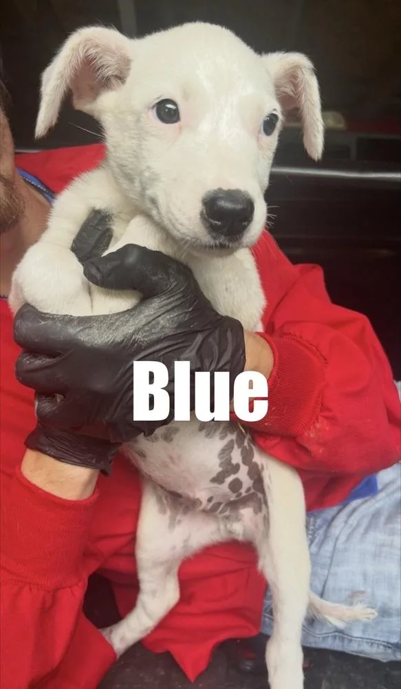 Blue