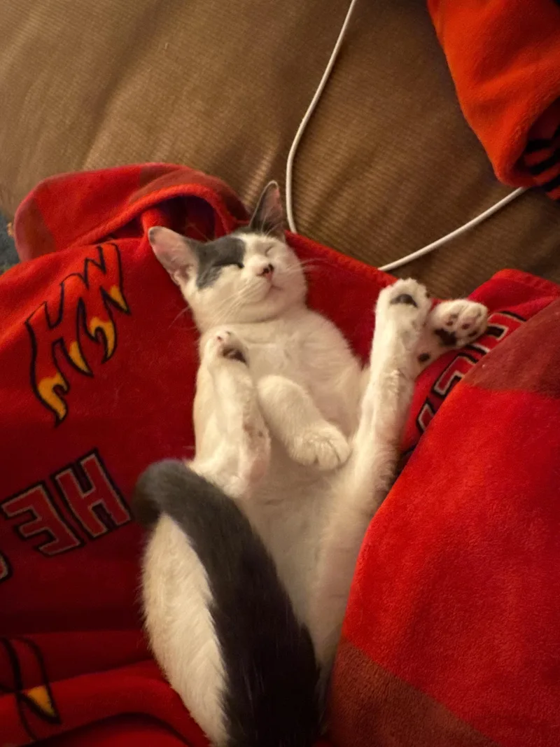 A baby medium-sized male Gray & White Domestic Short Hair cat named Gene for adoption in Miami, FL