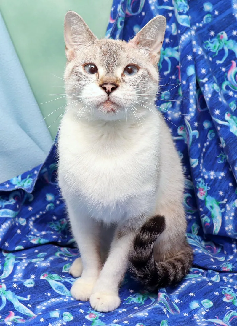 A young medium-sized female Cream Point Siamese cat named Magic for adoption in Tierra Verde, FL