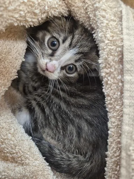 A baby small-sized male Domestic Short Hair cat named Kc for adoption in Lawrenceville, GA