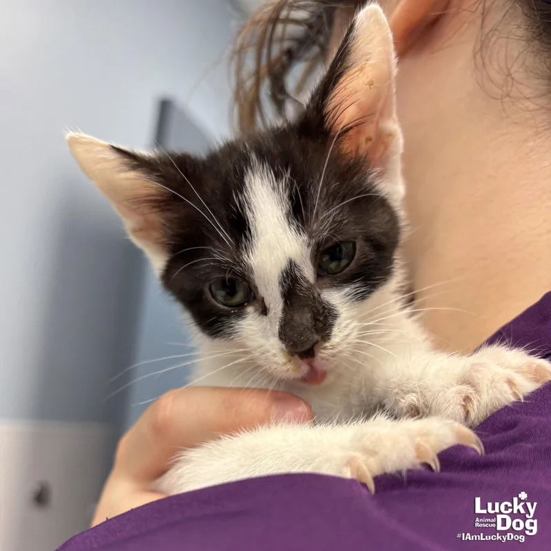 A baby medium-sized female Black & White / Tuxedo Domestic Short Hair cat named Mini Me for adoption in Washington, DC