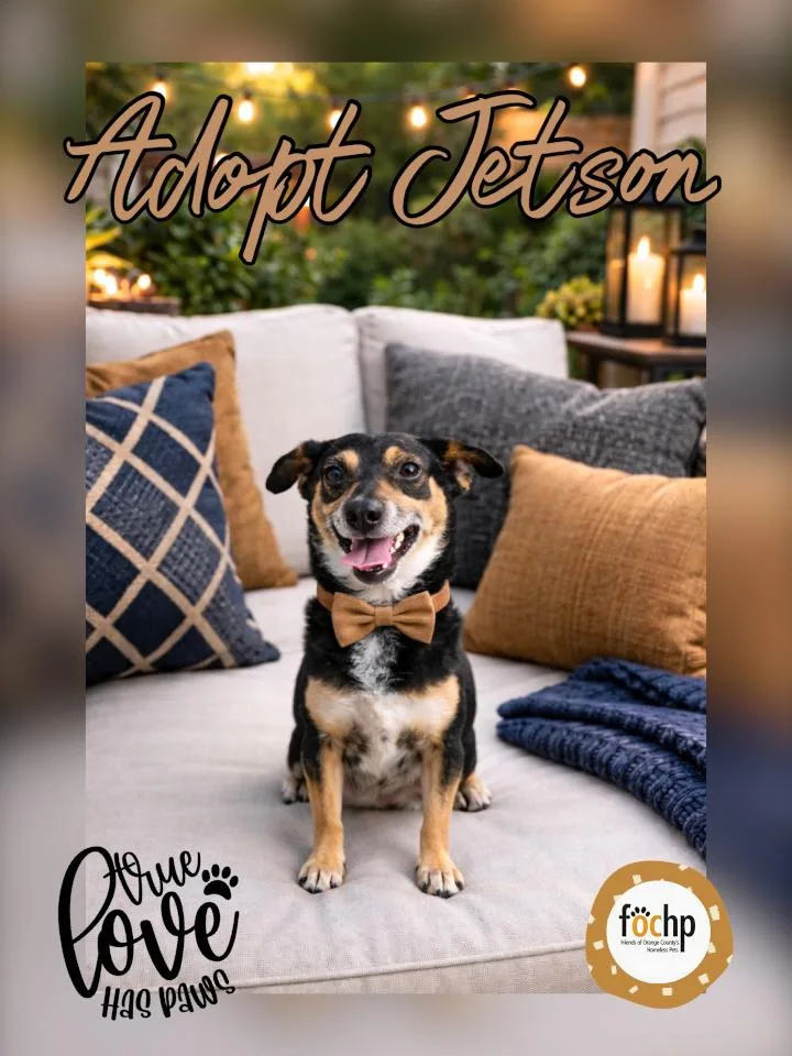 An adult small-sized male Dachshund dog named Jetson for adoption in Orange, CA