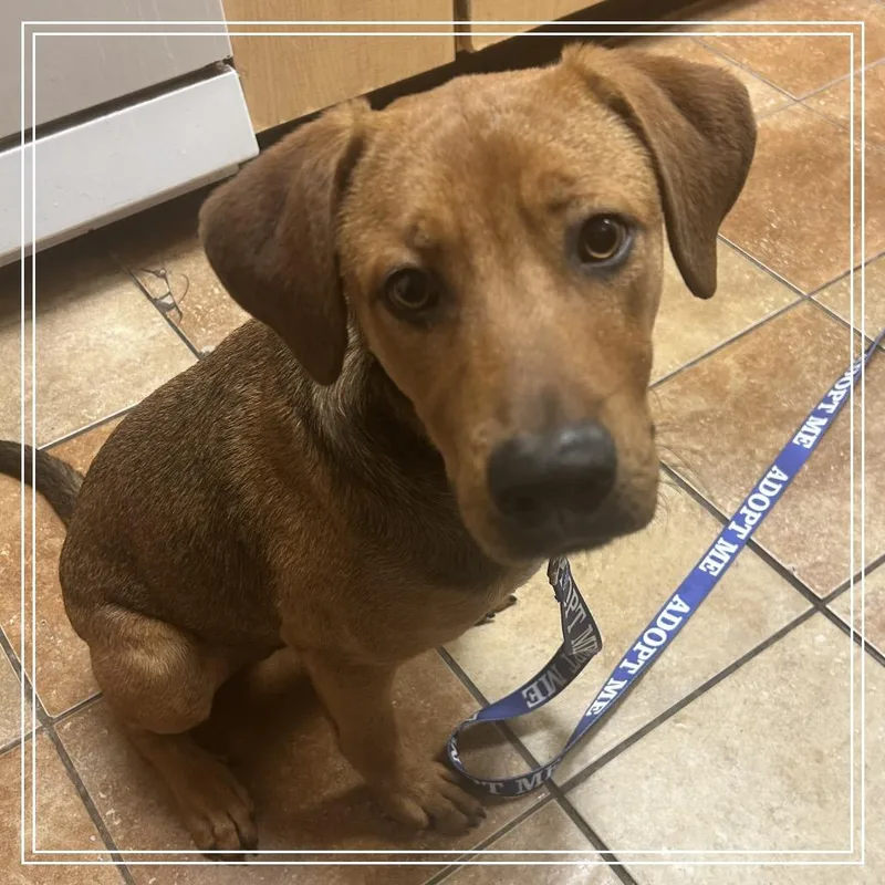 A young medium-sized male Brown / Chocolate Labrador Retriever dog named FWT Mark for adoption in Midland, TX