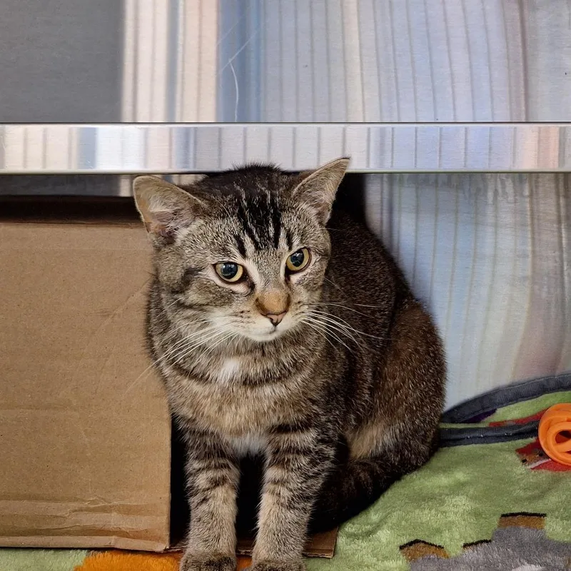A young medium-sized female Gray / Blue / Silver Domestic Short Hair cat named Linney for adoption in Delaware, OH