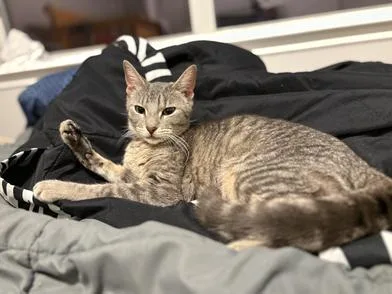 A young medium-sized female Tabby (Gray / Blue / Silver) Domestic Medium Hair cat named Pearl for adoption in Liverpool, TX